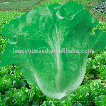 LT06 Huayang high yield verde semillas de lechuga italiana empresas